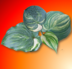 labedzia33 Avatar