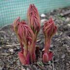 sauromatum Avatar