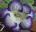 Juleczka Avatar